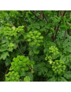 Angélique officinale - Angelica archangelica