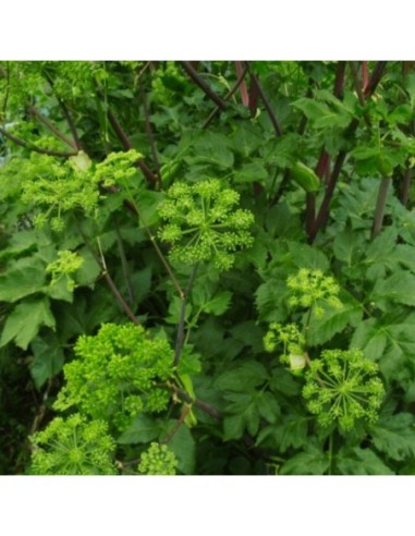Angélique officinale - Angelica...