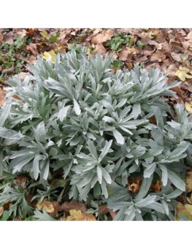 Angélique officinale - Angelica archangelica
