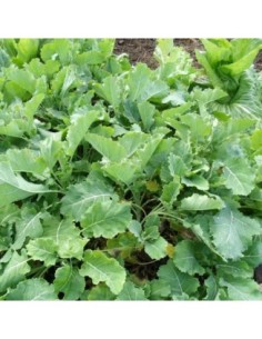 Chou de Daubenton - Brassica oleacea var.ramosa