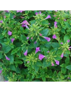 Thé d'Aubrac - Calamintha grandiflora
