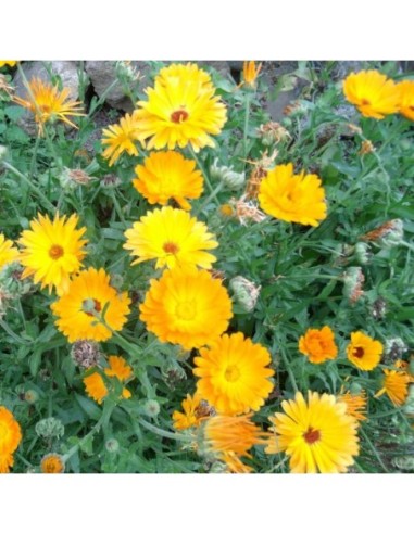 Soucis orange - Calendula officinalis