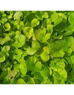Centella asiatique - Centella asiatica