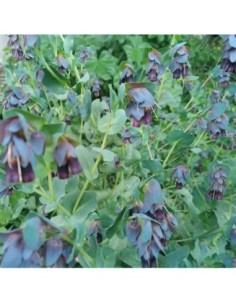 Grand mélinet, Cerinthe - Cerinthe major purpurascens