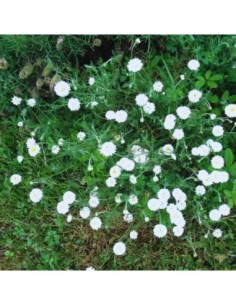 Camomille romaine a fleur double - Chamaemelum nobile...