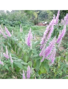 Menthe en arbre - Elsholtzia stauntonii