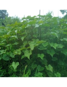 Sarrasin vivace - Fagopyrum acutatum