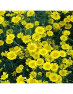 Camomille des teinturiers - Cota tinctoria