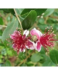 Goyavier du Brésil - Feijoa sellowiana