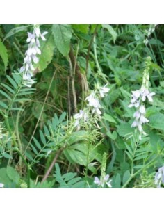 Galega officinal - Galega officinalis