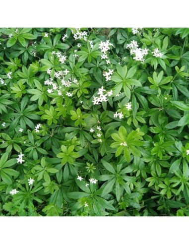 Aspérule odorante - Gallium odoratum