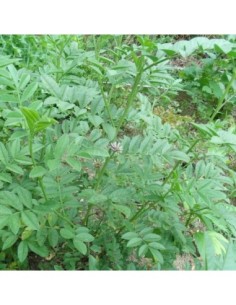 Réglisse d'Espagne - Glycyrrhiza glabra