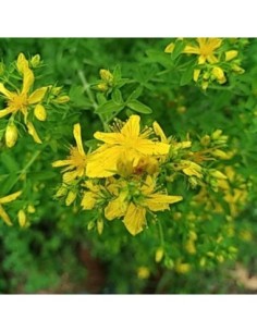 Millepertuis officinal - Hypericum perforatum