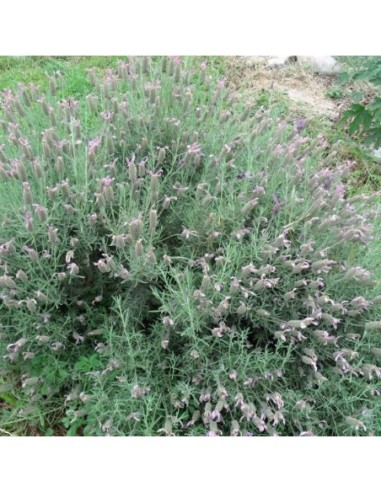 Lavande papillon - Lavandula stoechas