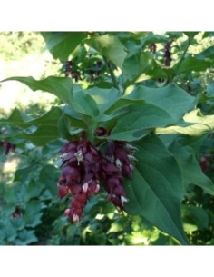 Arbre aux faisans - Leycesteria formosa 'purple rain'