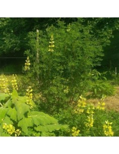 Lupin arborescent - Lupinus arboreus