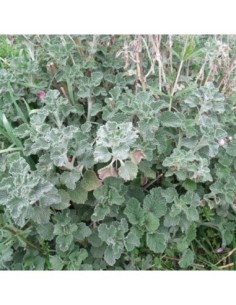 Marrube blanc - Marrubium vulgare