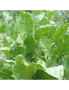 Raifort - Armoracia rusticana