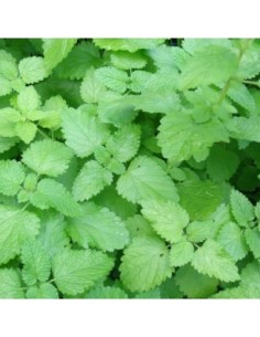 Mélisse officinale - Melissa officinalis