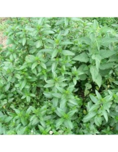 Menthe poivrée - Mentha x piperita