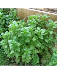 Menthe 'chocolat' - Mentha x piperita f. citrata 'Chocolate'