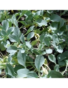 Plante à Huitre - Mertensia maritima