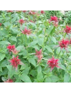Monarde écarlate - Monarda didyma