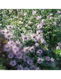 Monarde bergamote - Monarda fistulosa