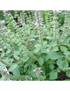 Basilic Tulsi, basilic sacré - Ocimum sanctum