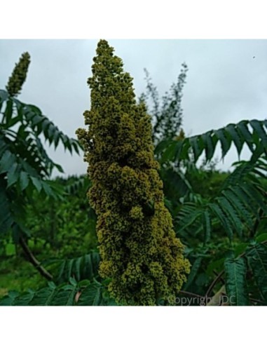 Sumac de Virginie - Vinaigrier - Rhus typhina