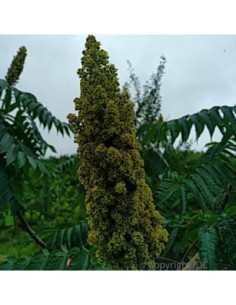 Zealand Purple' - Ricin - Ricinus communis 'New