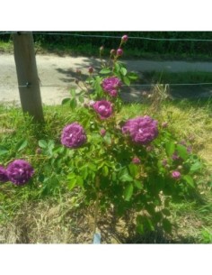 Rose cardinal de Richelieu - Rosa gallica