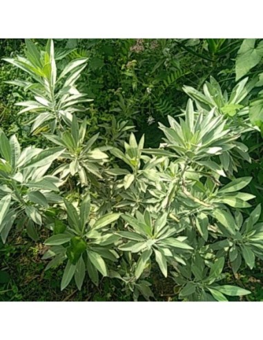 Sauge blanche - Salvia apiana