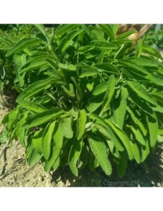 Sauge officinale  - Salvia officinalis
