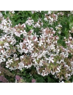 Saponaire - Saponaria officinalis