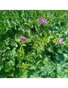 Chardon-Marie - Silybum marianum