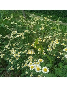 Grande Camomille - Tanacetum parthenium