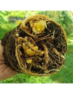 Gingembre - Zingiber officinale