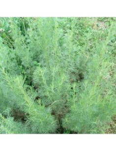 Aurone - Artemisia abrotanum