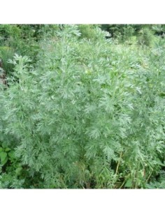 Absinthe - Artemisia absinthium