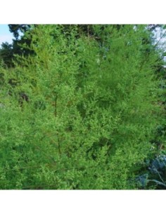Armoise annuelle - Artemisia annua