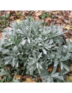 Armoise de Louisiane - Artemisia ludoviciana