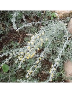 Génépi rampant - Artemisia nitida 'Glacialis'